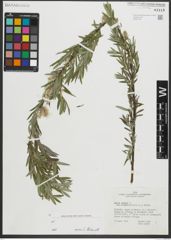 Foto von Salix repens subsp. rosmarinifolia (L.) Andersson